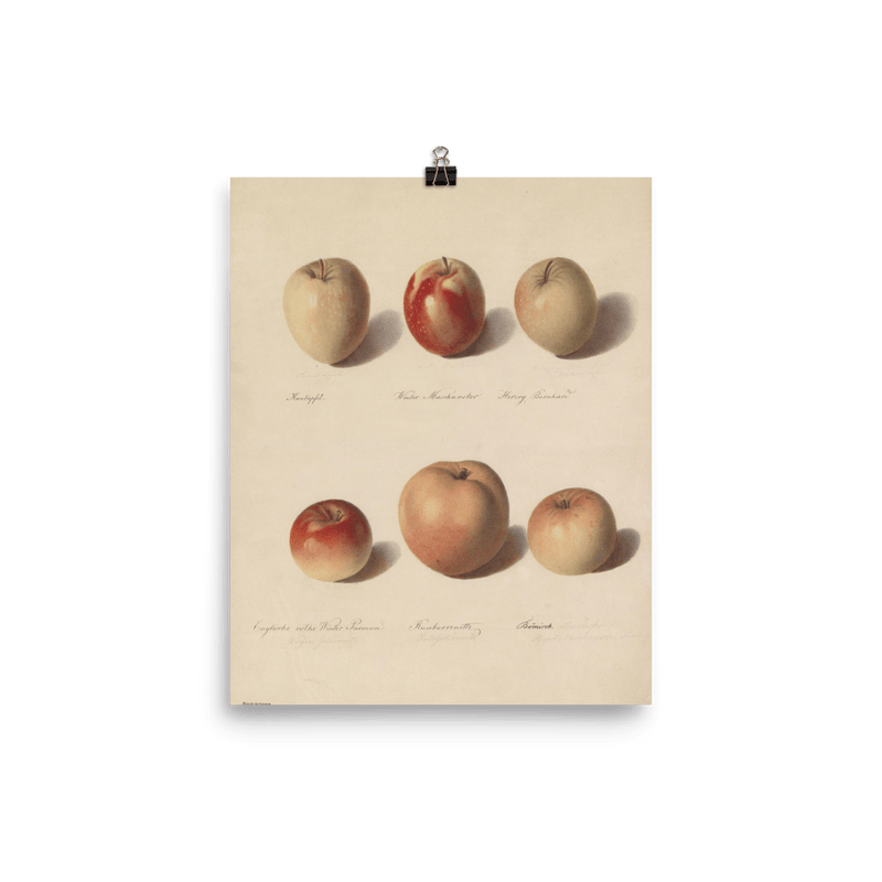 "Apple Study" Art Print - Lone Fox