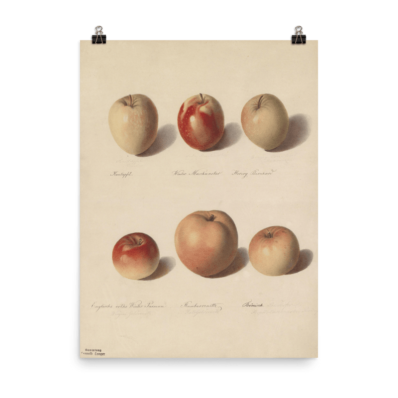 "Apple Study" Art Print - Lone Fox