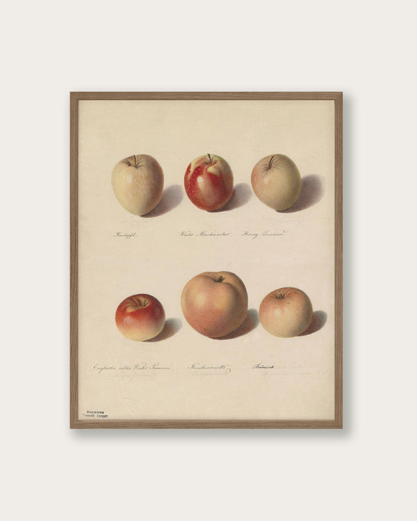 "Apple Study" Art Print - Lone Fox