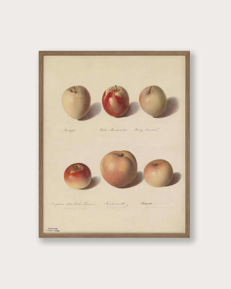 "Apple Study" Art Print - Lone Fox