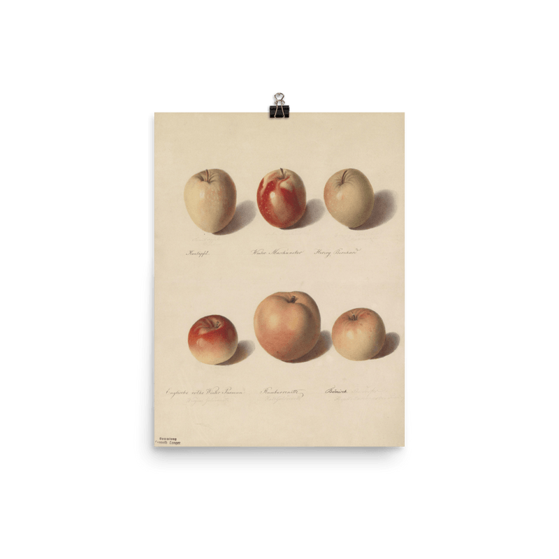 "Apple Study" Art Print - Lone Fox