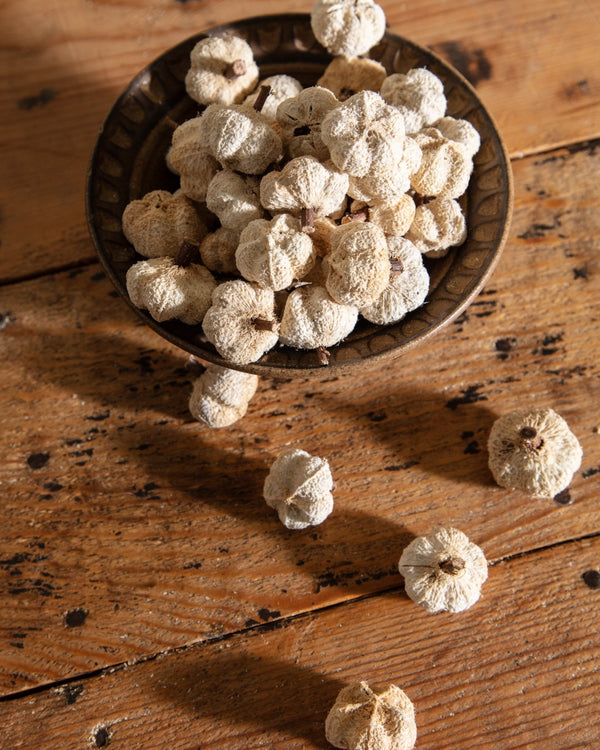 Bag of Dried Mini Pumpkins - Lone Fox