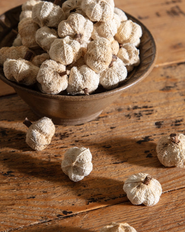 Bag of Dried Mini Pumpkins - Lone Fox