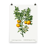 "Bitter sweet oranges on a branch " Art Print - Lone Fox
