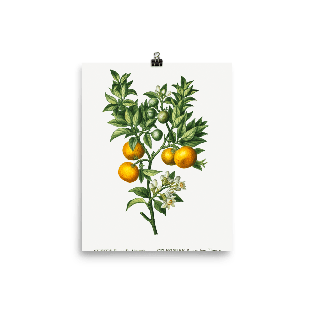 Bitter sweet oranges on a branch 