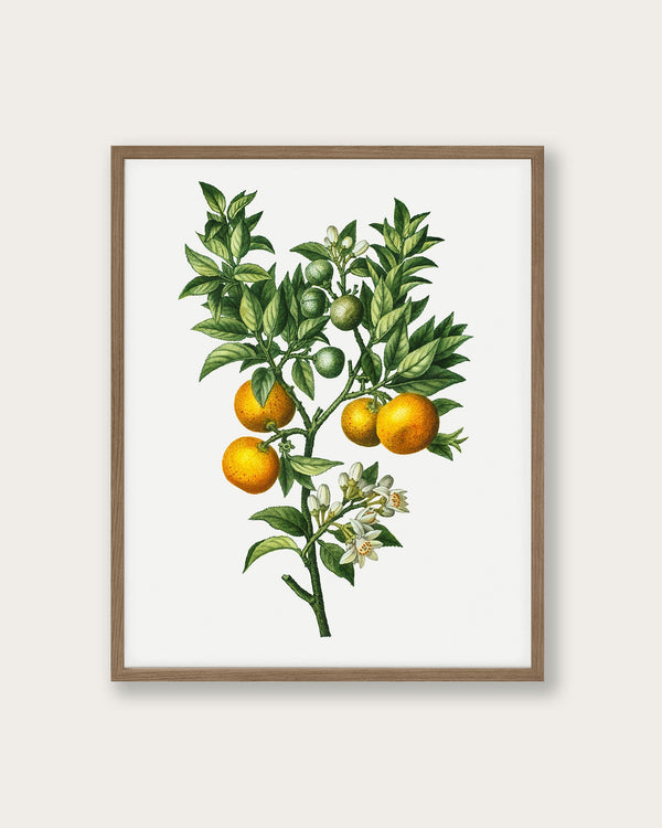 "Bitter sweet oranges on a branch " Art Print - Lone Fox