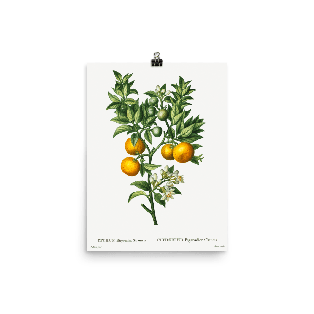 Bitter sweet oranges on a branch 