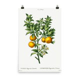 "Bitter sweet oranges on a branch " Art Print - Lone Fox