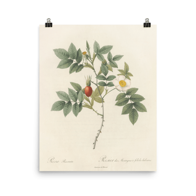 "Blooms in 1817" Art Print - Lone Fox