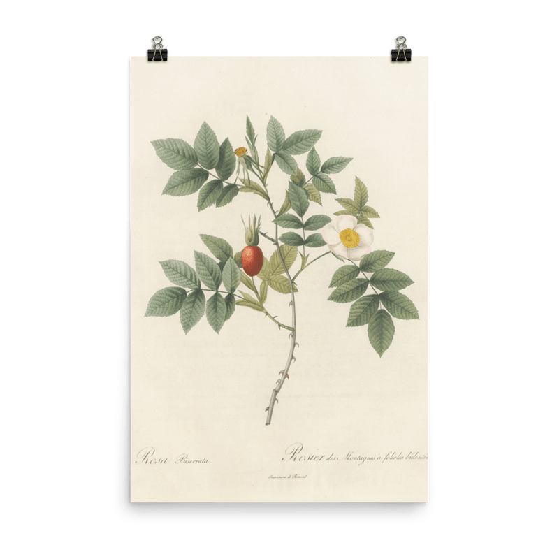 "Blooms in 1817" Art Print - Lone Fox