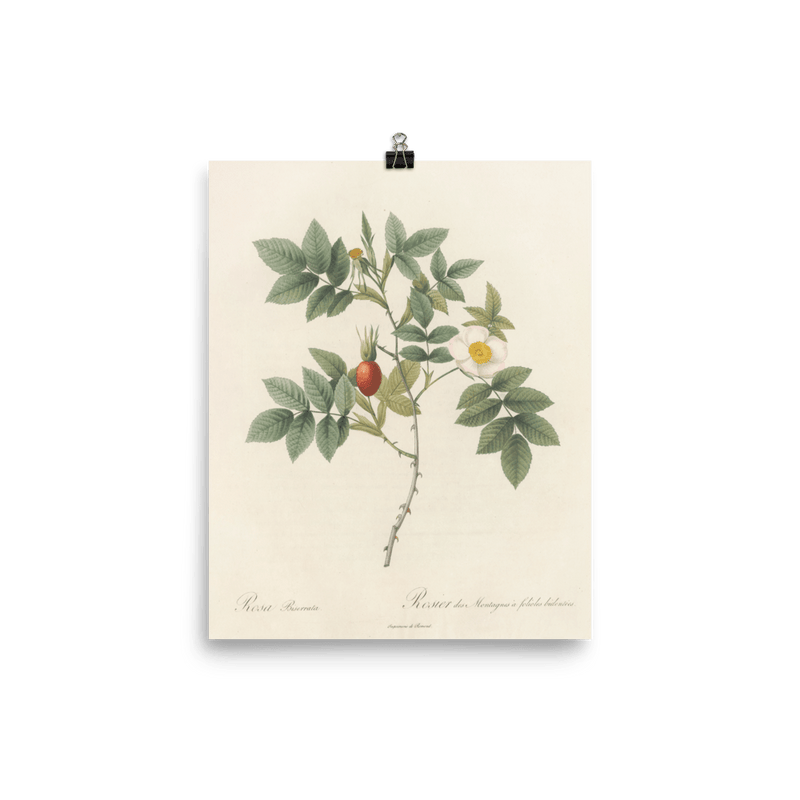 "Blooms in 1817" Art Print - Lone Fox