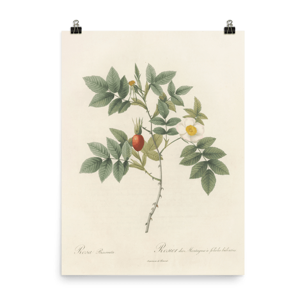 "Blooms in 1817" Art Print - Lone Fox