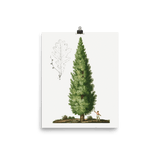 "Boy and Tree" Art Print - Lone Fox
