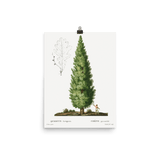 "Boy and Tree" Art Print - Lone Fox