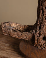Cholla Cactus Wood Table Lamp - Lone Fox