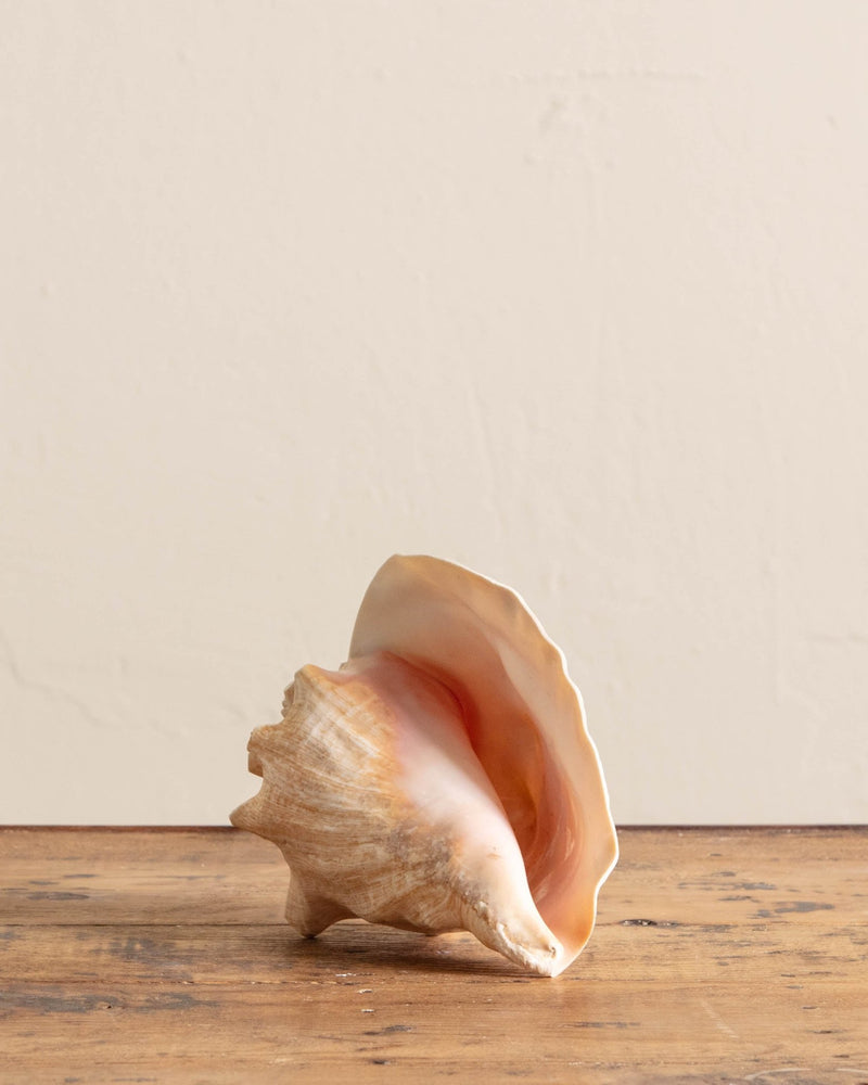 Conch Shell Lamp - Lone Fox