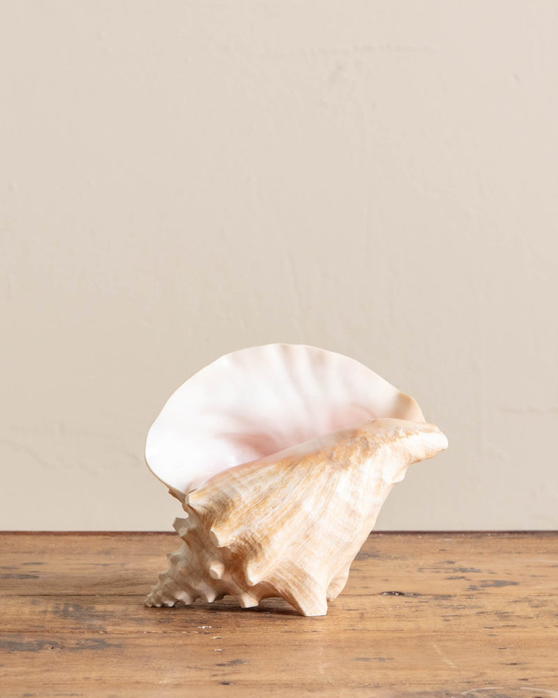 Conch Shell Lamp - Lone Fox