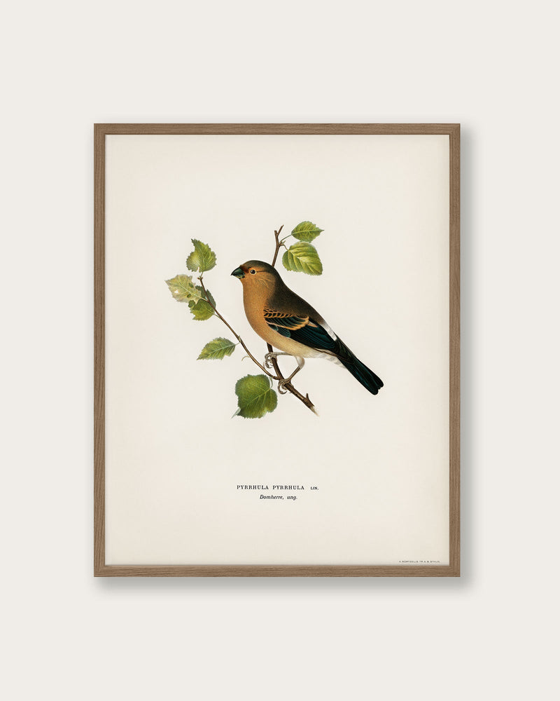 "Eurasian Bullfinch" Art Print - Lone Fox