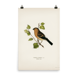 "Eurasian Bullfinch" Art Print - Lone Fox