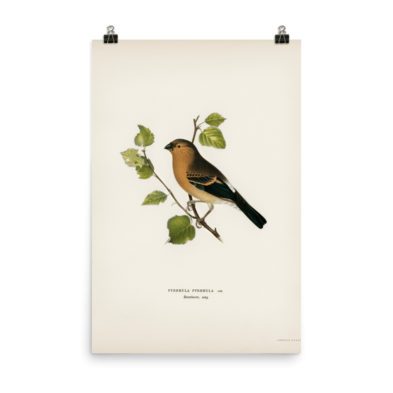 "Eurasian Bullfinch" Art Print - Lone Fox