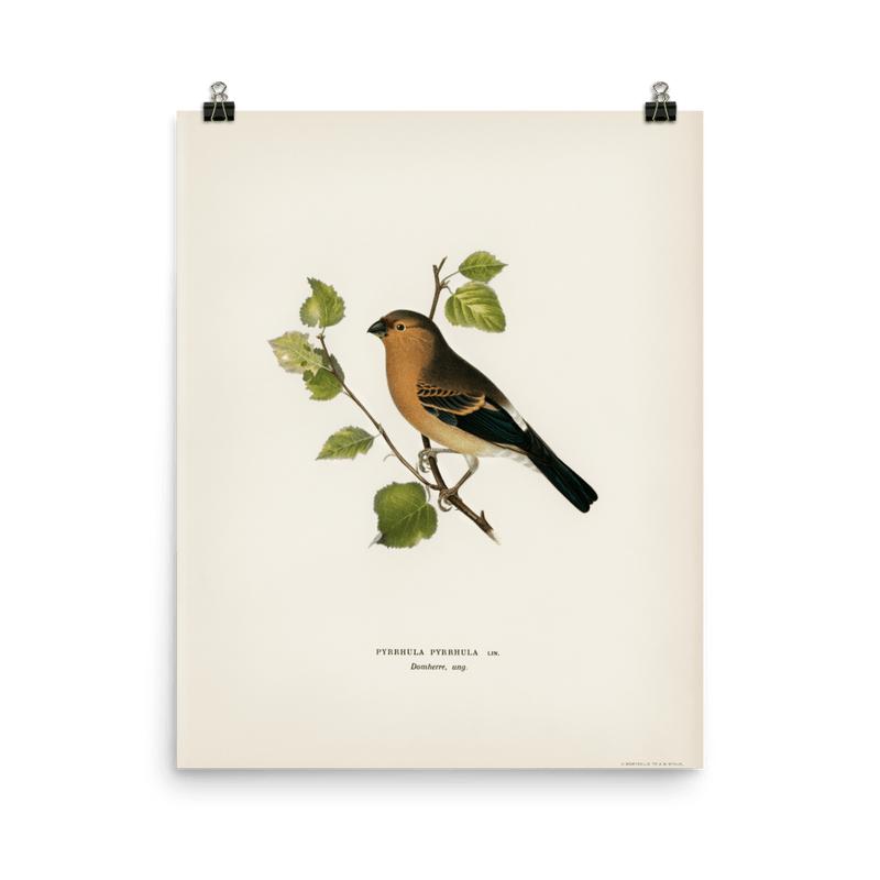 "Eurasian Bullfinch" Art Print - Lone Fox