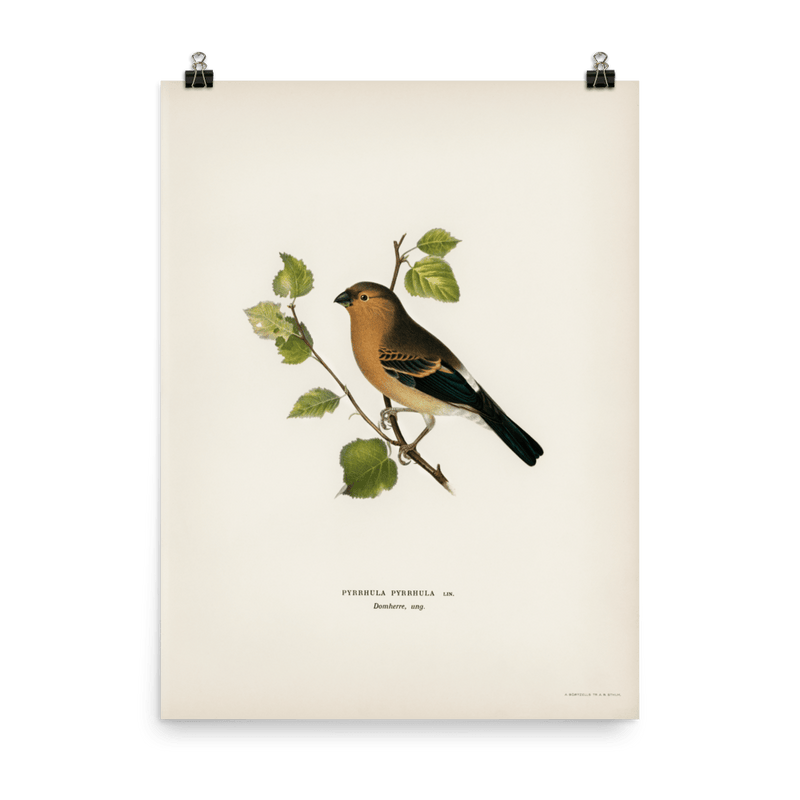 "Eurasian Bullfinch" Art Print - Lone Fox