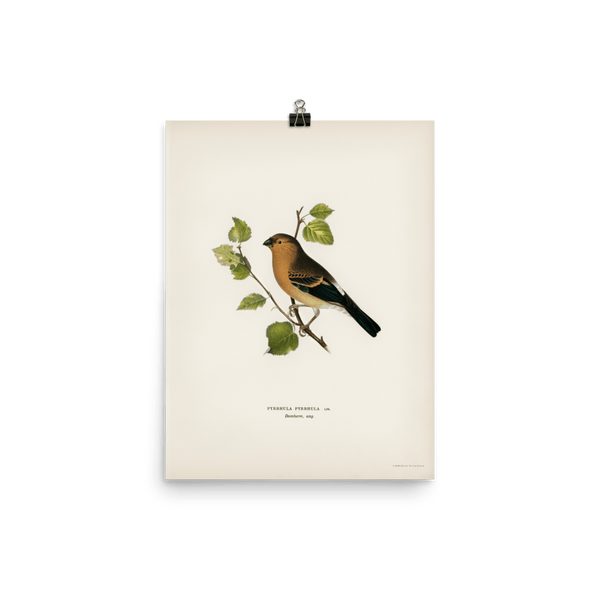 "Eurasian Bullfinch" Art Print - Lone Fox