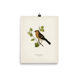 "Eurasian Bullfinch" Art Print - Lone Fox