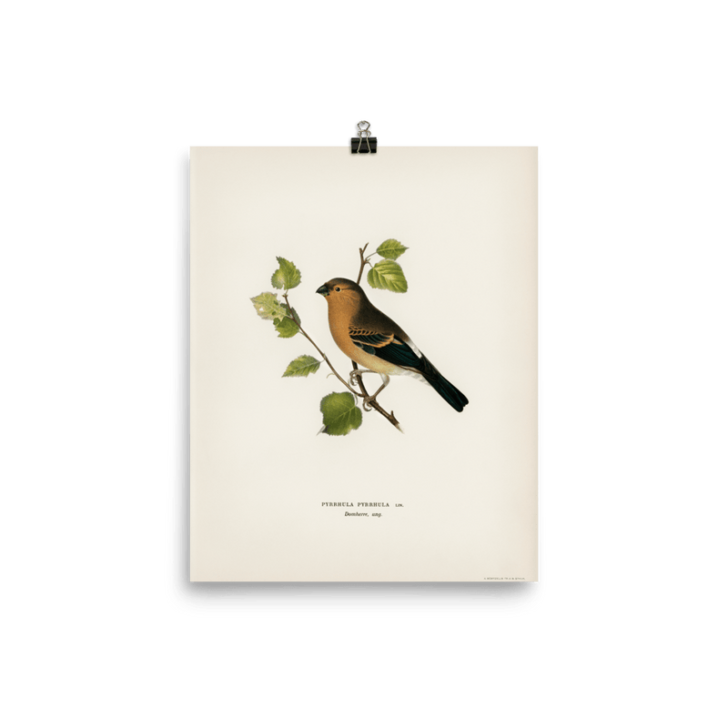 "Eurasian Bullfinch" Art Print - Lone Fox