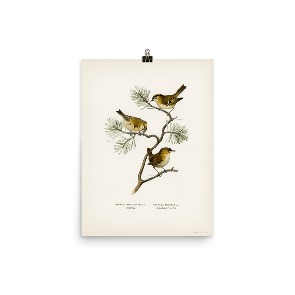 "Eurasian wren" Art Print - Lone Fox