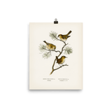 "Eurasian wren" Art Print - Lone Fox