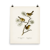 "Eurasian wren" Art Print - Lone Fox