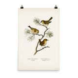 "Eurasian wren" Art Print - Lone Fox
