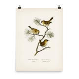 "Eurasian wren" Art Print - Lone Fox