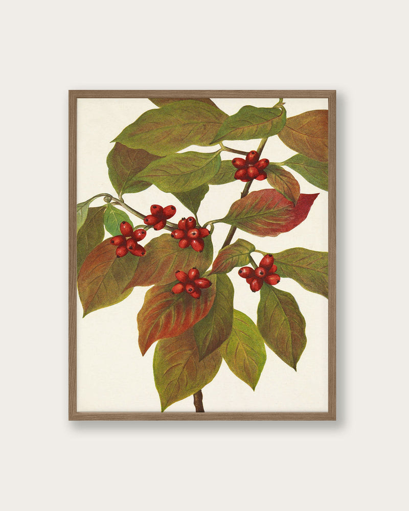 "Flowering Dogwood" Art Print - Lone Fox