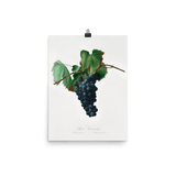 "Grape vine" Art Print - Lone Fox