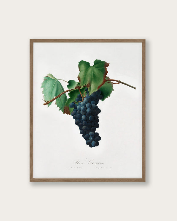 "Grape vine" Art Print - Lone Fox