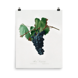"Grape vine" Art Print - Lone Fox
