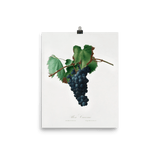 "Grape vine" Art Print - Lone Fox