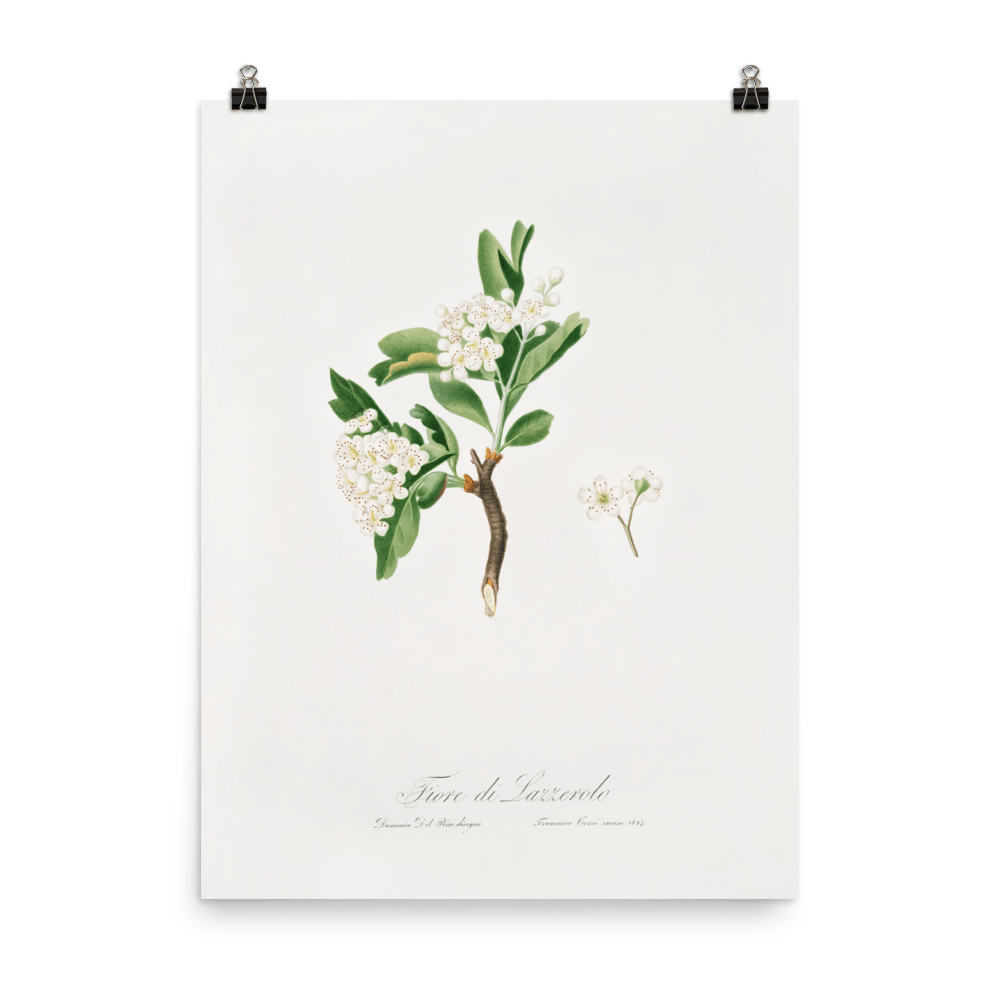 Hawthorn flower