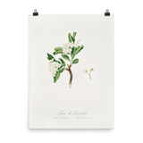 "Hawthorn flower" Art Print - Lone Fox