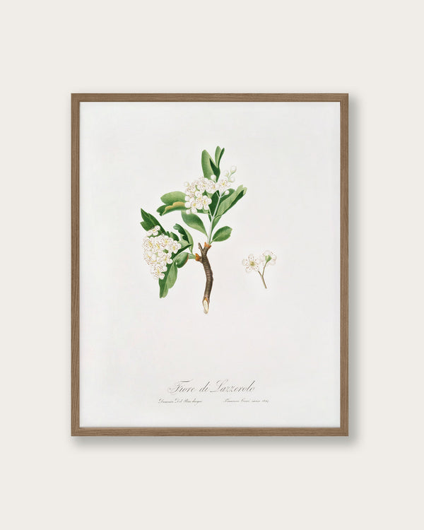 "Hawthorn flower" Art Print - Lone Fox