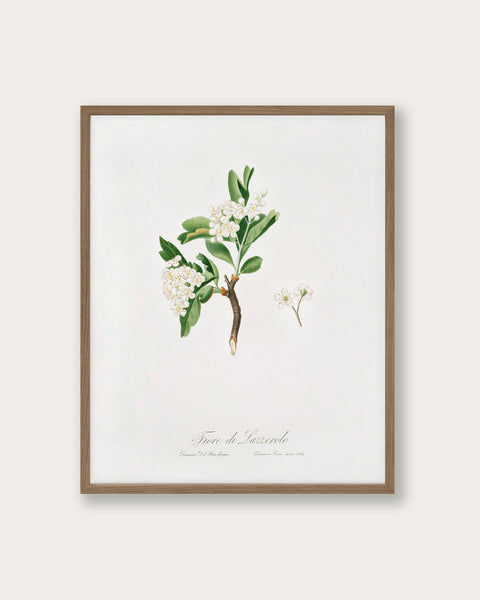 hawthorn-flower-art-print-