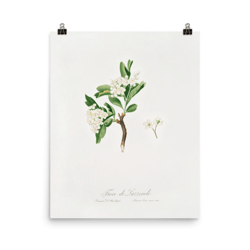 "Hawthorn flower" Art Print - Lone Fox