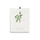 "Hawthorn flower" Art Print - Lone Fox