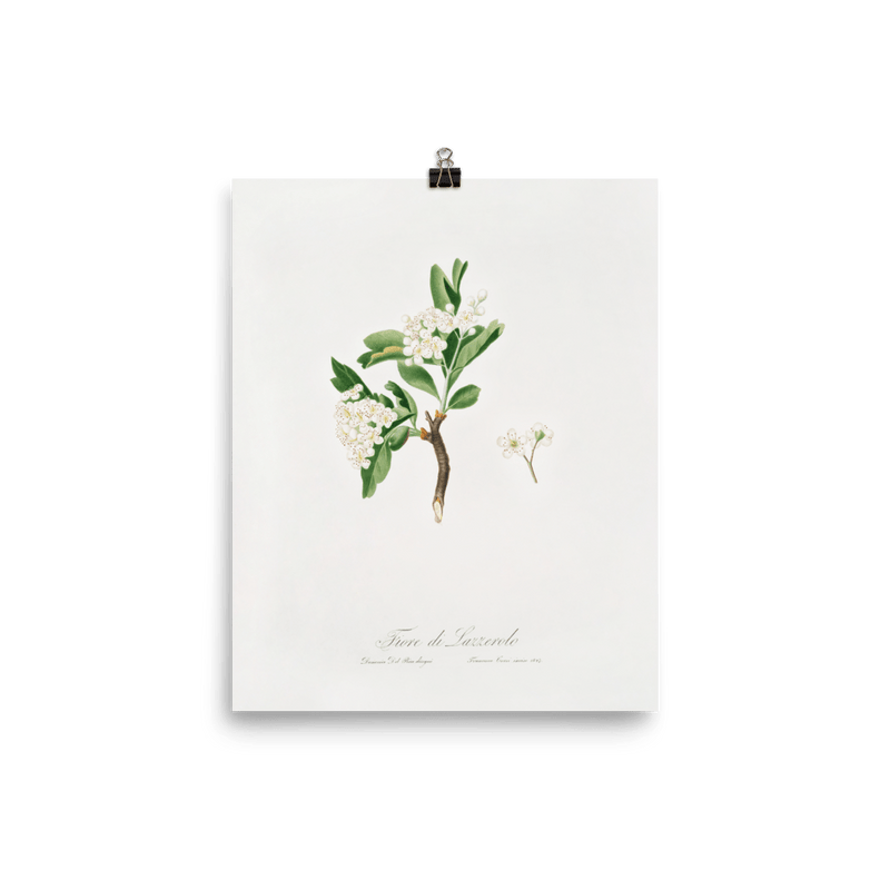 "Hawthorn flower" Art Print - Lone Fox