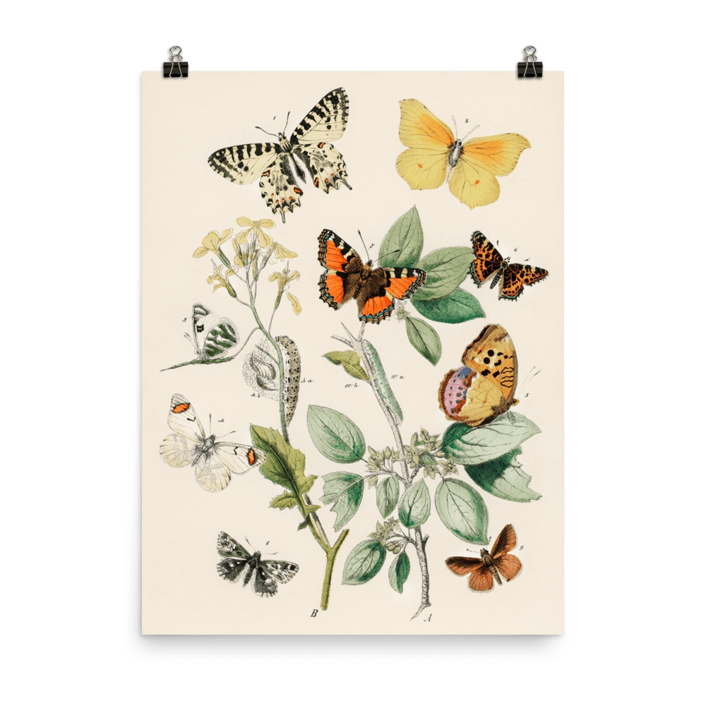 Illustrations from the book of European Butterflies and Moths