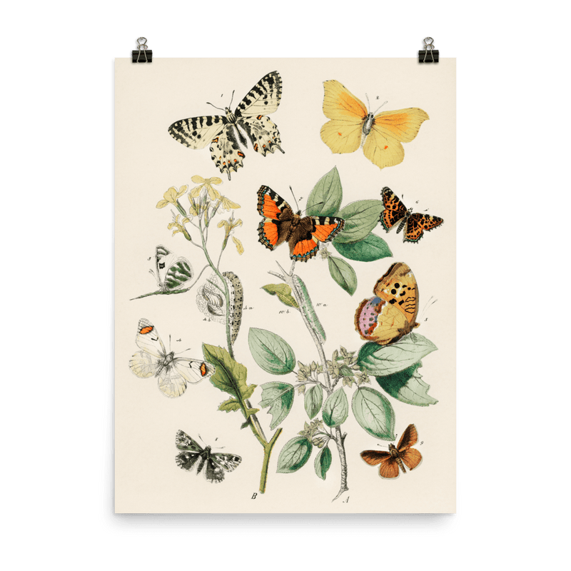 "Illustrations from the book of European Butterflies and Moths" Art Print - Lone Fox