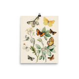 "Illustrations from the book of European Butterflies and Moths" Art Print - Lone Fox