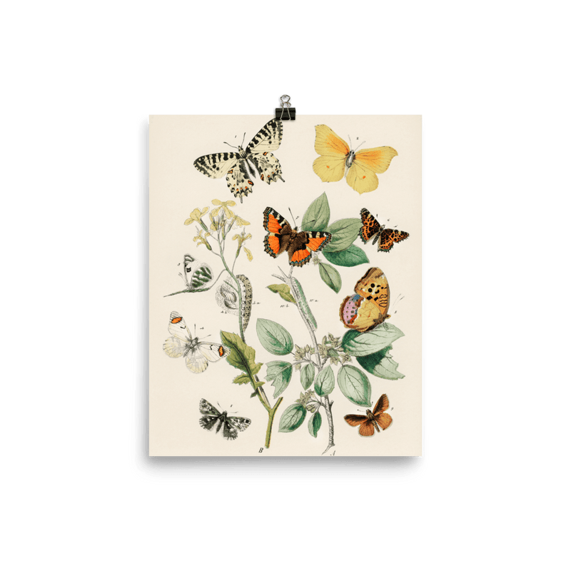 "Illustrations from the book of European Butterflies and Moths" Art Print - Lone Fox